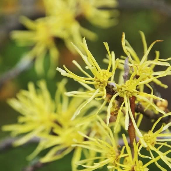 The Potter's Distilled Witch Hazel Difference