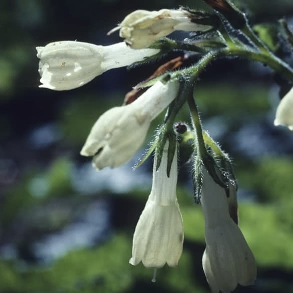 The Potter's Comfrey Oil Difference