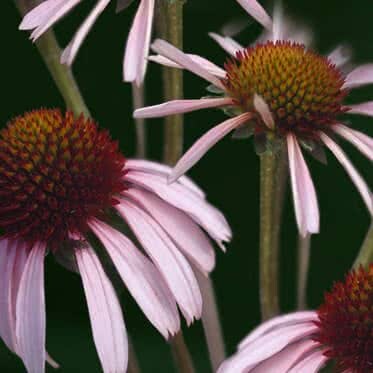 Echinacea (Echinacea purpurea)