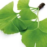 Ginkgo (Ginkgo biloba)