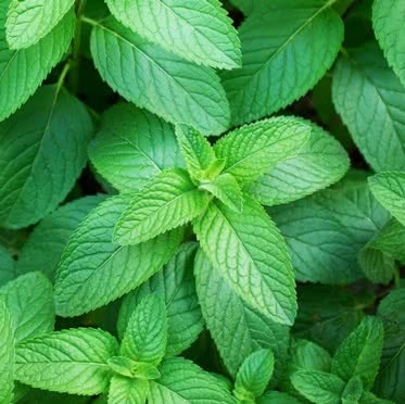 Peppermint (Mentha x piperita)