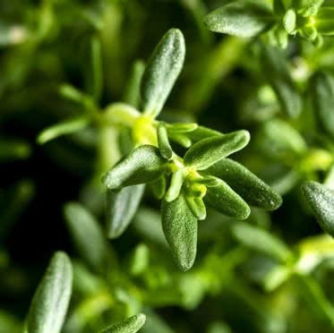 Thyme (Thymus)