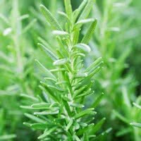 Rosemary (Rosmarinus officinalis)