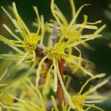 Witch Hazel (Hamamelis)