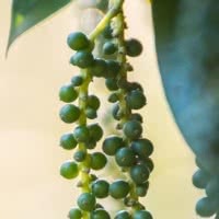 Black pepper (Piper nigrum)