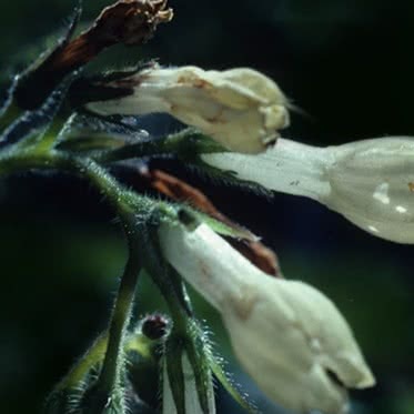 Comfrey (Knitbone)