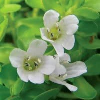 Brahmi (Bacopa monnieri)