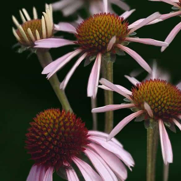 Potter's Echinacea & Elderberry Tincture Potter's Herbals