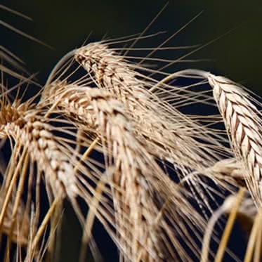 Malt Extract (Barley)