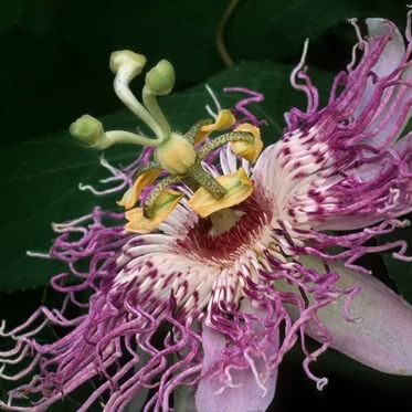 Passion Flower (Passiflora incarnata L.)