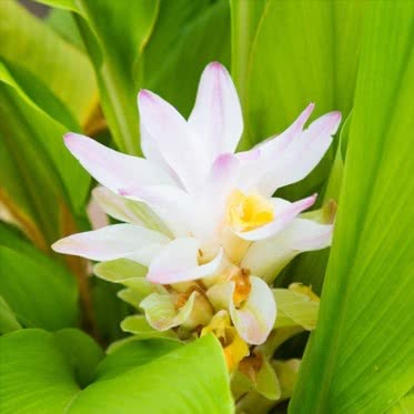 Turmeric (Curcuma longa)