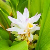 Turmeric (Curcuma longa)